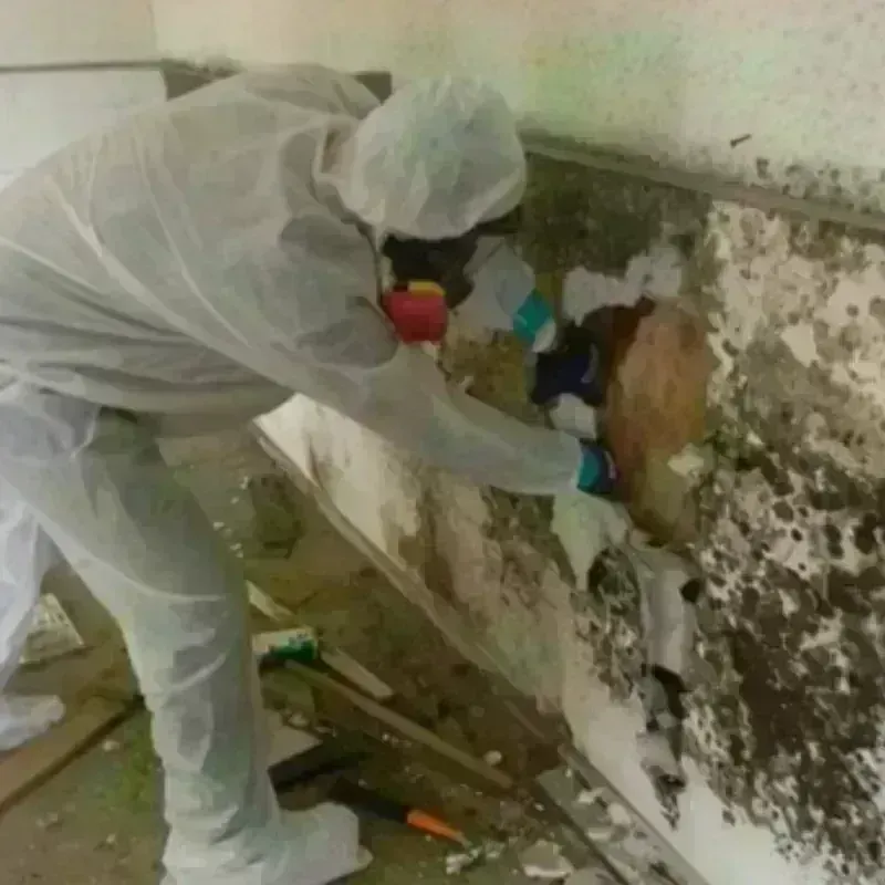 Mold Remediation and Removal in Kingwood, WV